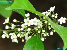 葉子時期的梅 葉子時期的梅