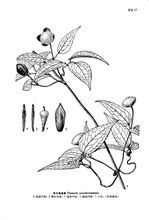 華中鐵線蓮 華中鐵線蓮