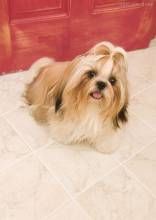 哈瓦那捲毛獅子犬 哈瓦那捲毛獅子犬