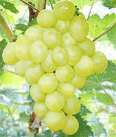 優無核葡萄 優無核葡萄