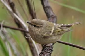 淡眉樹獵雀 淡眉樹獵雀