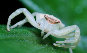 三角蟹蛛 三角蟹蛛