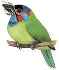 藍耳擬啄木鳥