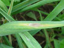 大蒜灰葉斑病 大蒜灰葉斑病