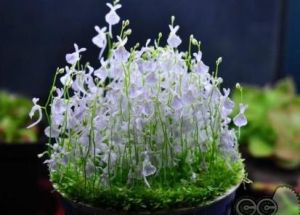 纏繞狸藻 纏繞狸藻