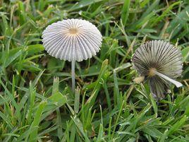 褶紋近地傘 褶紋近地傘