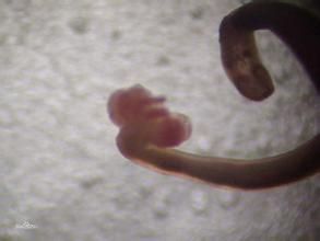 副雙溝盤蟲屬 副雙溝盤蟲屬