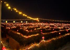 九曲黃河燈俗 九曲黃河燈俗