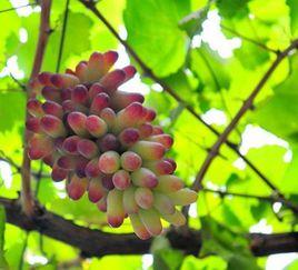 茉莉香葡萄 茉莉香葡萄