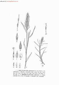 瘦脊偽針茅 瘦脊偽針茅