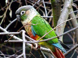 暗色錐尾鸚鵡 暗色錐尾鸚鵡