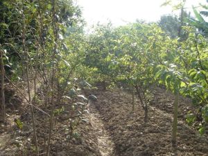 幫滇自然村 幫滇自然村