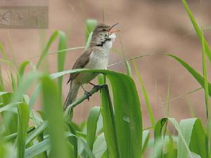 濕地葦鶯