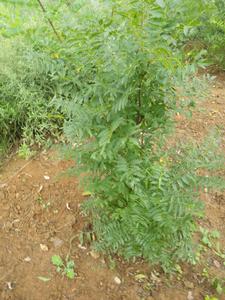 文冠果三年生苗(張東旭攝)