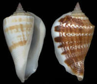 花環鳳凰螺 花環鳳凰螺