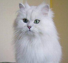 長毛貓 長毛貓