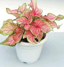 缺少知識養不好花 缺少知識養不好花