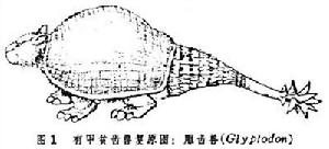 貧齒目（化石）