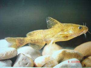 中間黃顙魚 中間黃顙魚