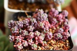 大姬星美人 大姬星美人