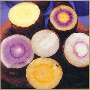 平陰鮮食地瓜 平陰鮮食地瓜