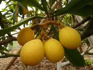 路橋枇杷 路橋枇杷