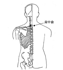 肩中俞 肩中俞