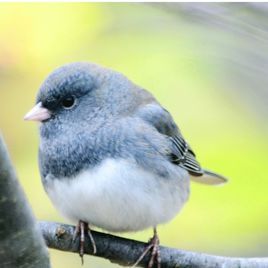 燈草鵐屬 燈草鵐屬