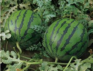 地雷西瓜種子 地雷西瓜種子