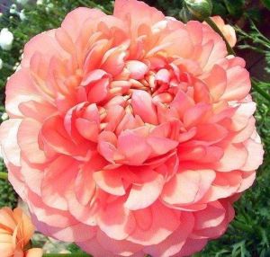 中國花卉世界 中國花卉世界