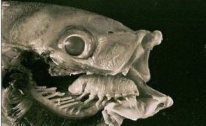 長腹魚虱屬 長腹魚虱屬