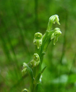 小花舌唇蘭 小花舌唇蘭
