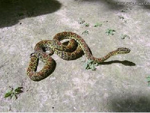 原柔頭蝮 原柔頭蝮