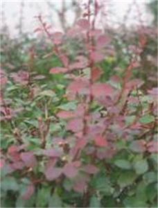 粉葉小櫱 粉葉小櫱