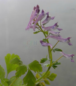 狹花紫堇