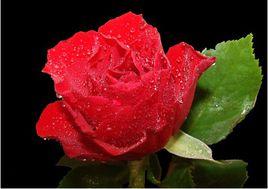 玫瑰護膚 玫瑰護膚