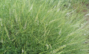 白花草木犀 白花草木犀