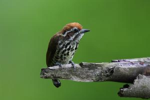 中斑啄木鳥 中斑啄木鳥