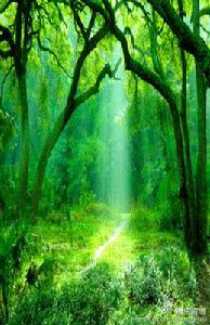 翠幕[漢語詞組]