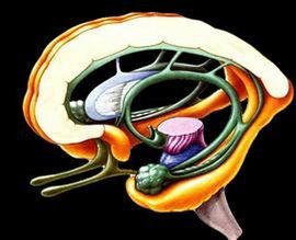 邊緣系統 邊緣系統