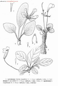 薄葉唇柱苣苔 薄葉唇柱苣苔