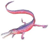 多棘中龍 多棘中龍