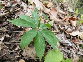 黑籽重樓 黑籽重樓