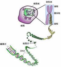 個體識別、親子鑑定，都離不開DNA