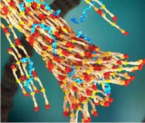 血纖蛋白 血纖蛋白