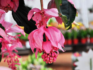 滇酸腳桿 滇酸腳桿