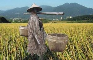 被遺忘的稻草 被遺忘的稻草