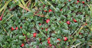 小葉粉葉栒子 小葉粉葉栒子