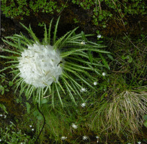 棉頭風毛菊 棉頭風毛菊