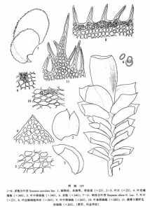 多胞合葉苔 多胞合葉苔